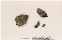 藏品(臺灣歧根梅衣)的圖片